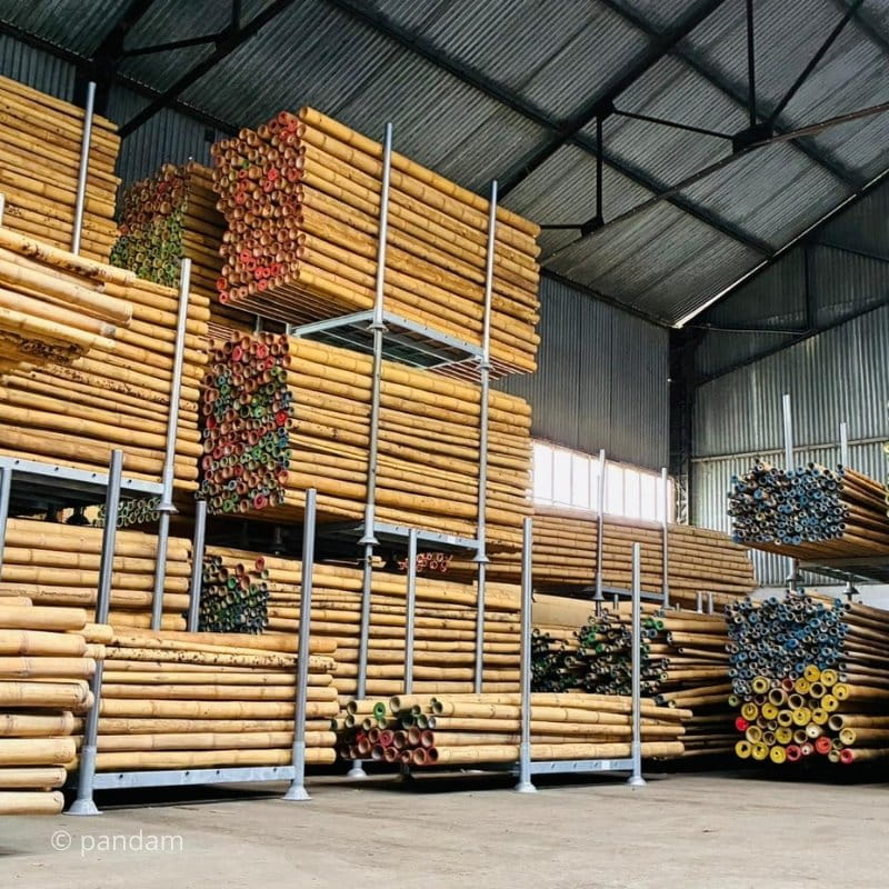 Tiges de bambou Guadua