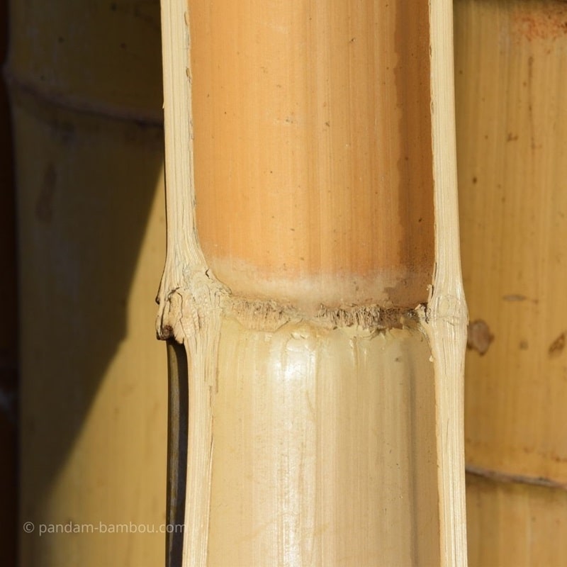 Marteau Rond pour Casser les Diaphragmes du Bambou