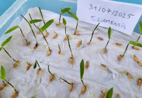 Germination des graines de bambou D. asper et T. siamensis