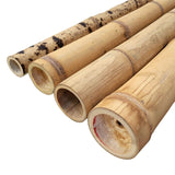 Tiges de bambou Guadua - Bambou de Construction 1 à 4 mètres