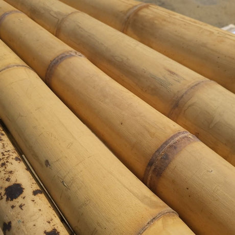 Bambou de construction