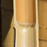 Marteau Rond pour Casser les Diaphragmes du Bambou