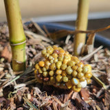 Engrais Bambou en Pot - Osmocote Exact Tablet 11.8.17 - Action rapide