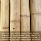 Tiges de bambou Guadua - Bambou de Construction 1 à 4 mètres
