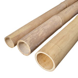 Tige de Bambou Claire - G. apus & D. Asper