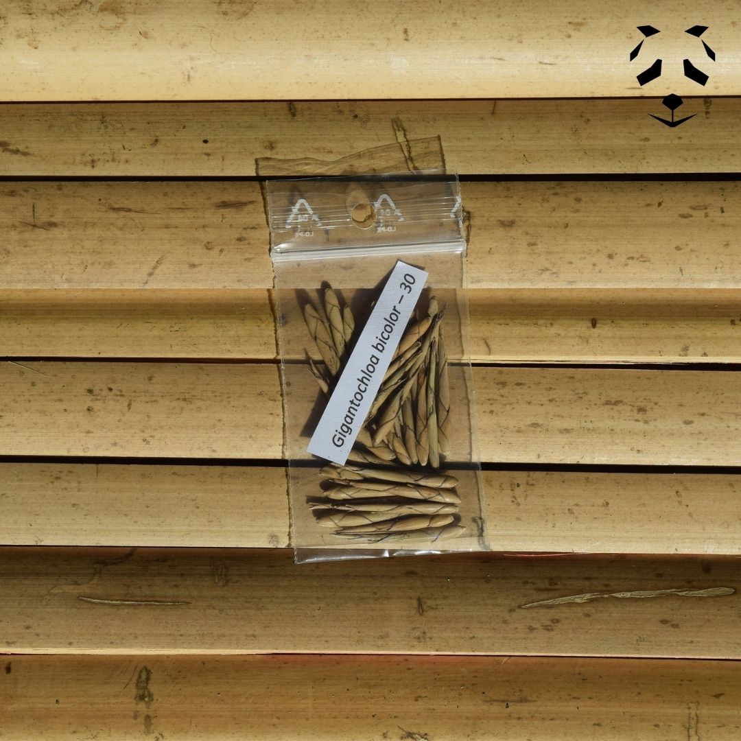 Graines de bambou Gigantochloa bicolor